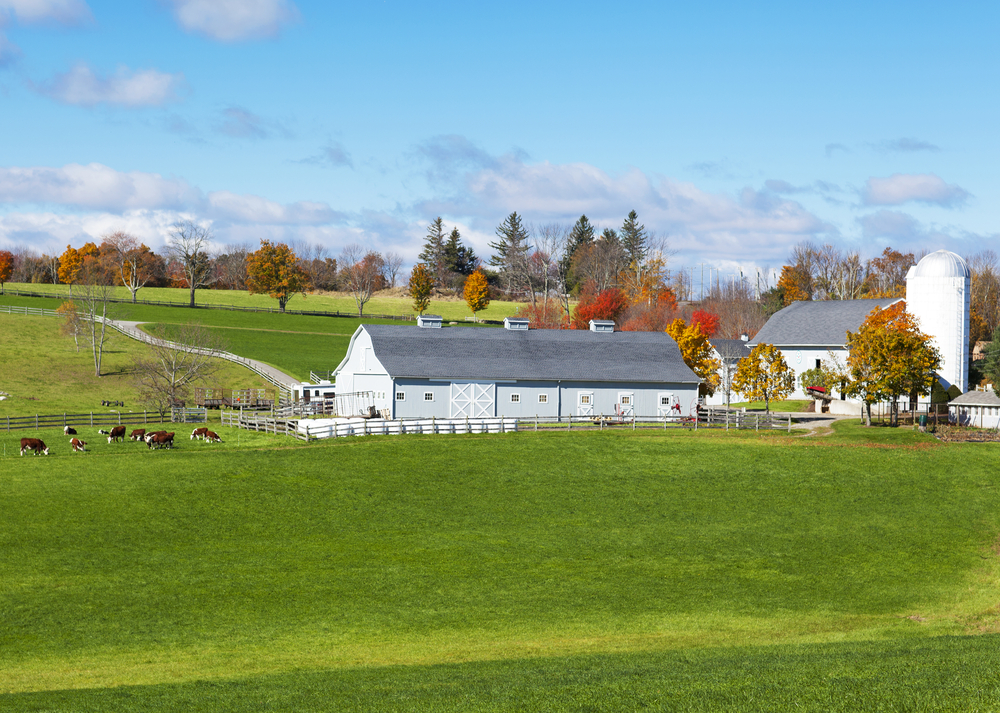 Traditional,new,england,farm,with,cows